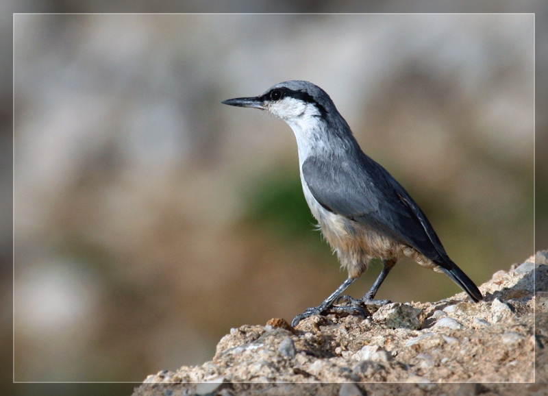 Western Rock Nuthatch