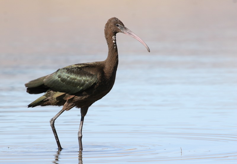 Glossy Ibis