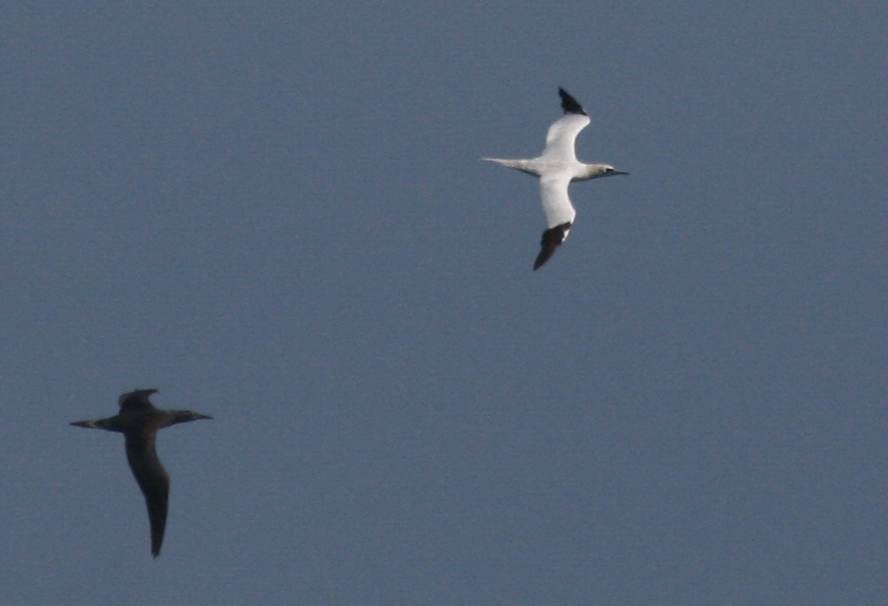Northern Gannet