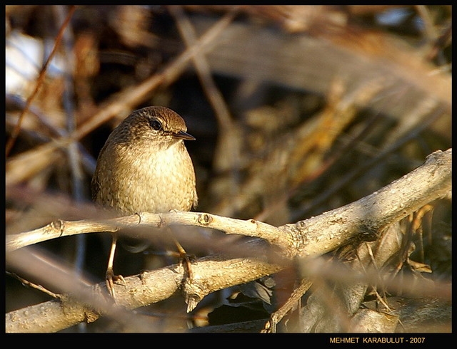 Eurasian Wren