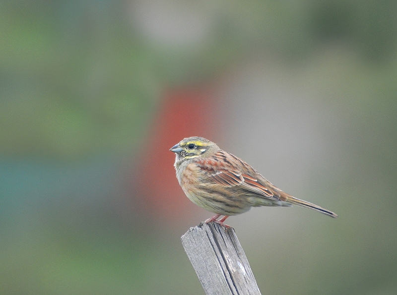 Cirl Bunting