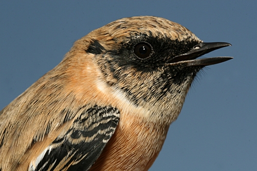 Siberian Stonechat