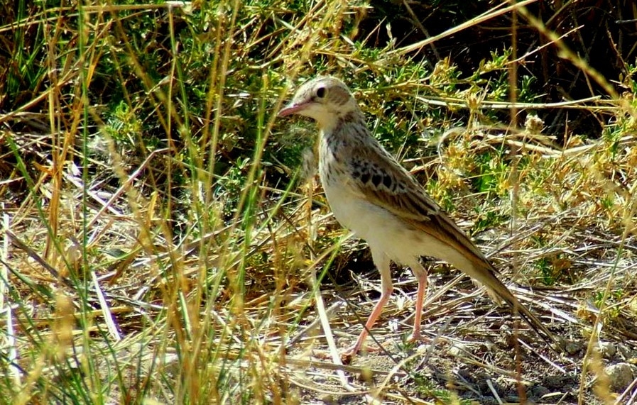 Tawny Pipit