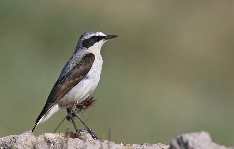 Northern Wheatear