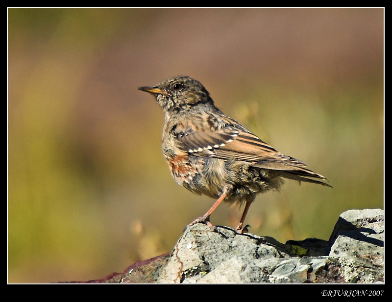 Alpine Accentor