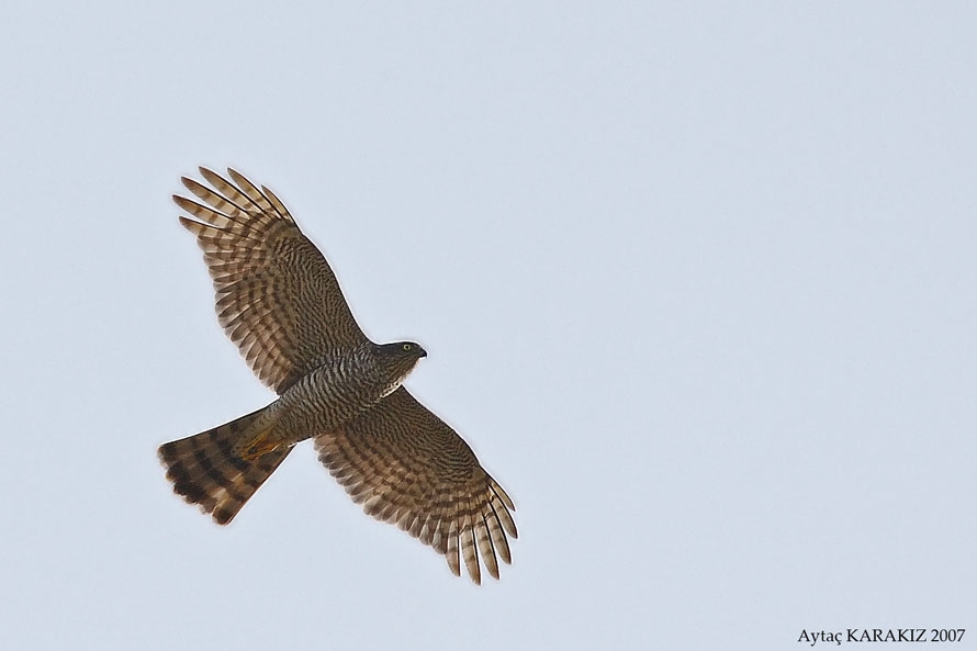 Eurasian Sparrowhawk