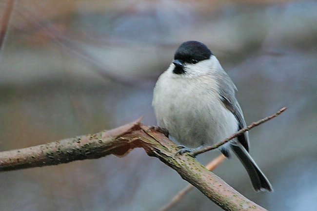 Marsh Tit