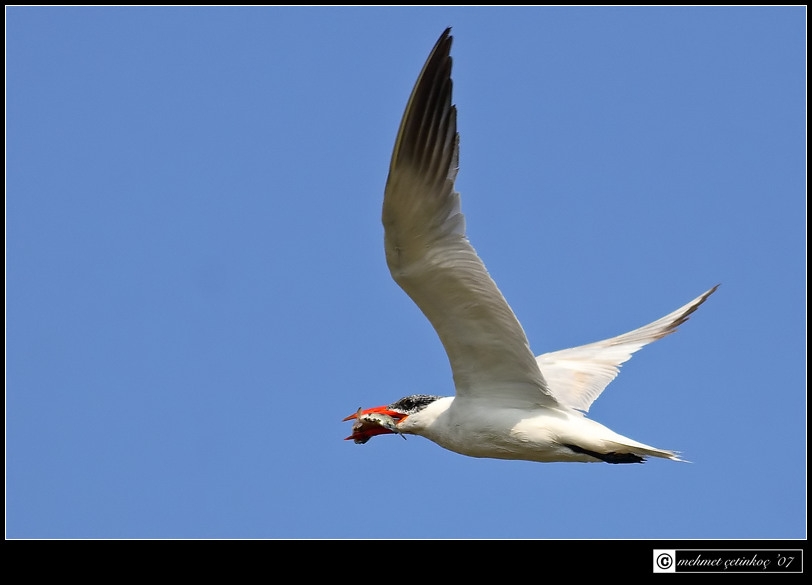 Caspian Tern