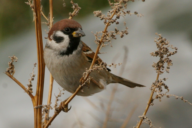 Eurasian Tree Sparrow