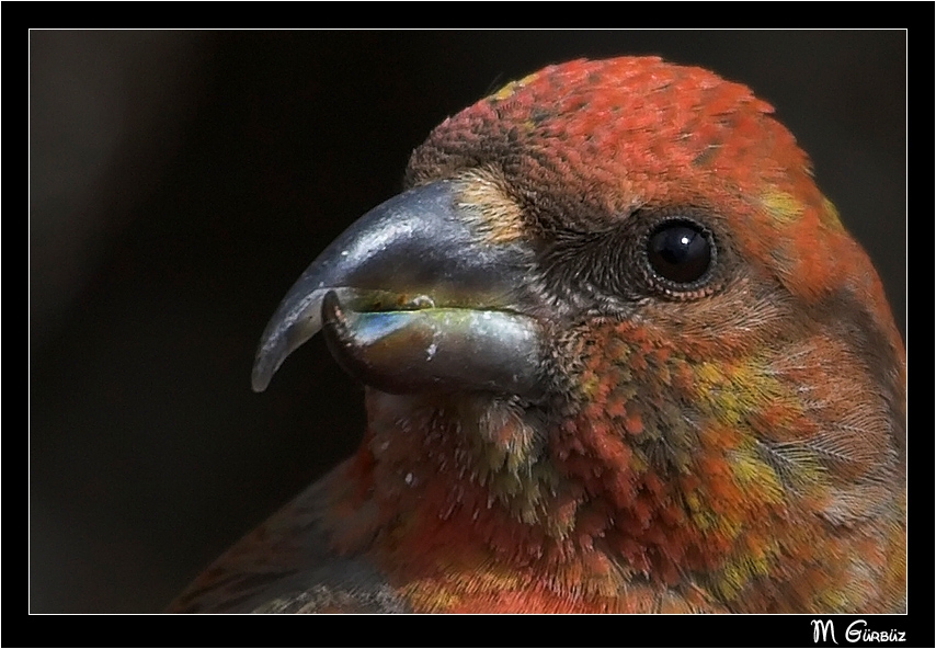 Red Crossbill