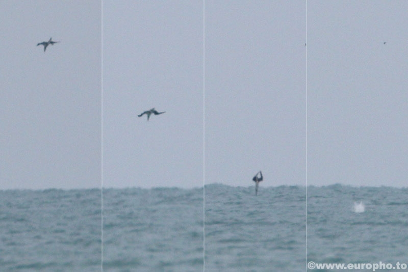 Northern Gannet