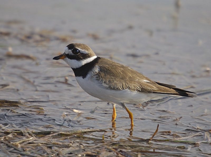 Common Ringed Plover