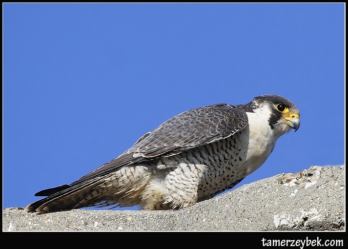Peregrine Falcon