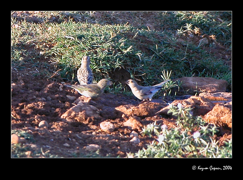 Desert Finch