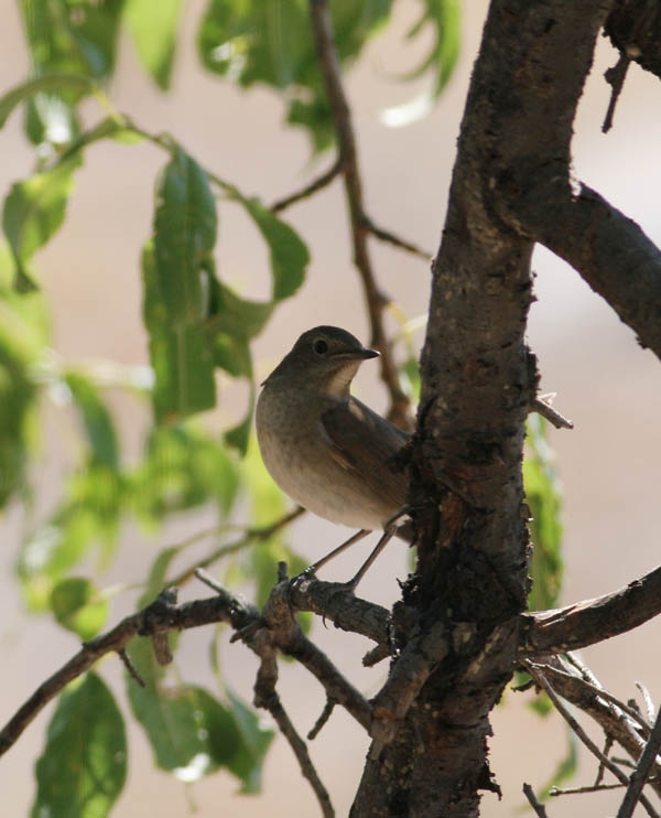 Thrush Nightingale