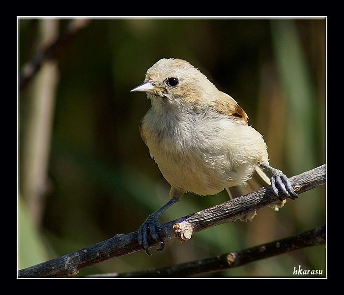 Eurasian Penduline Tit