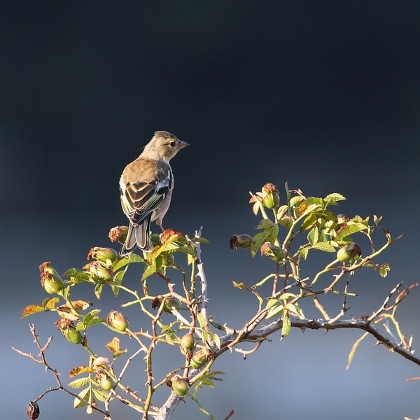 Eurasian Chaffinch