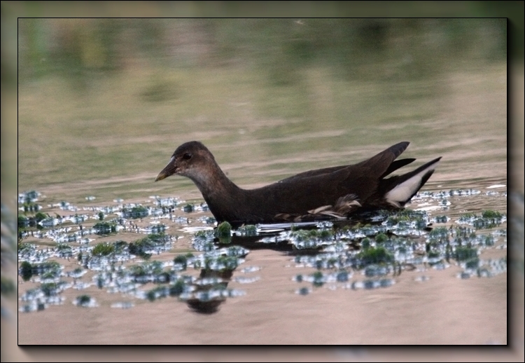 Common Moorhen
