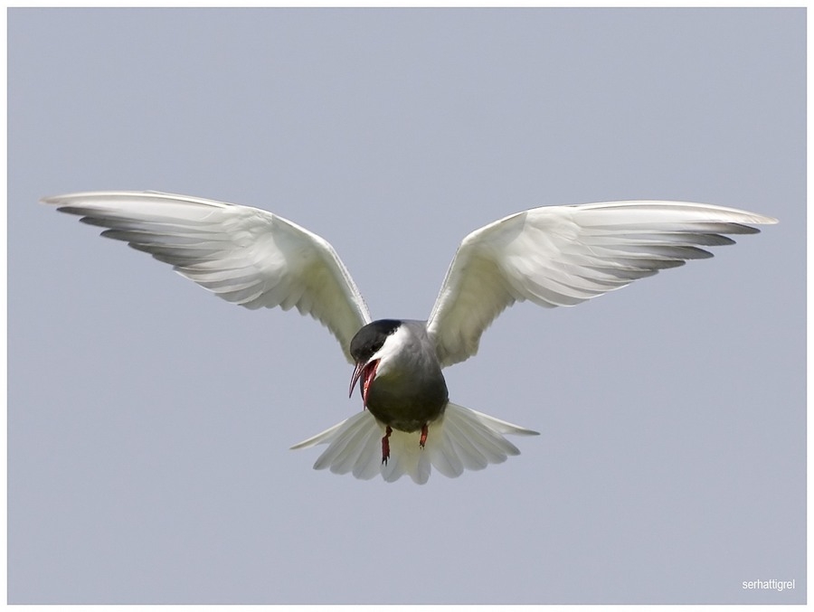 Whiskered Tern