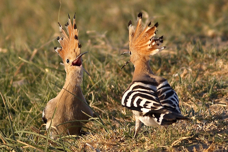 Common Hoopoe