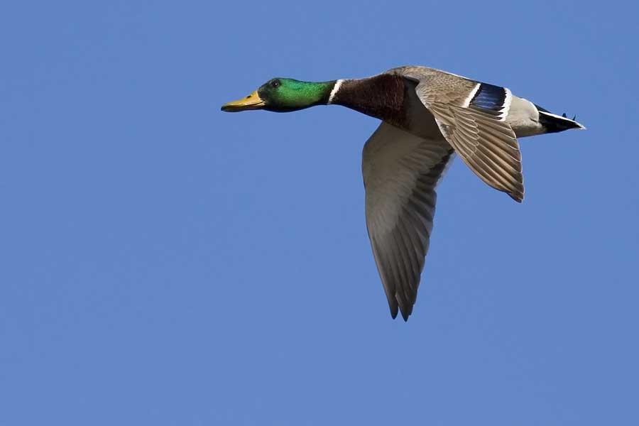 Mallard