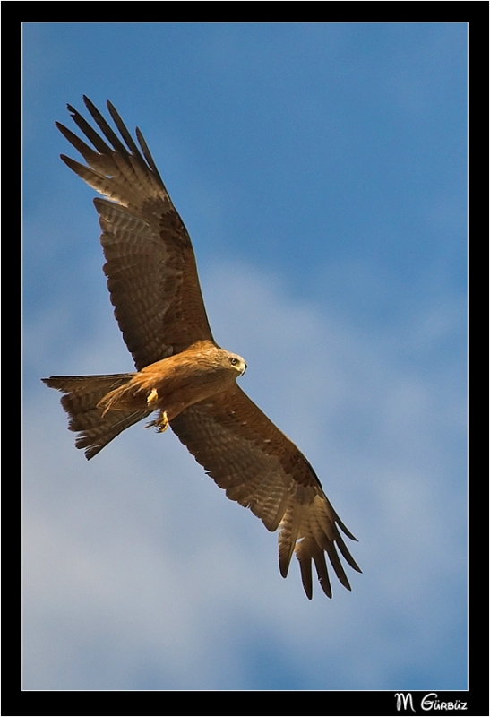 Black Kite