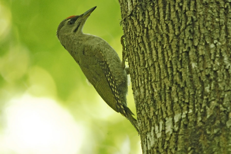 Grey-headed Woodpecker