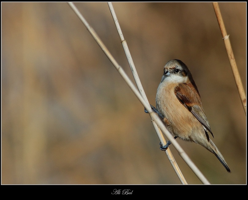 Eurasian Penduline Tit