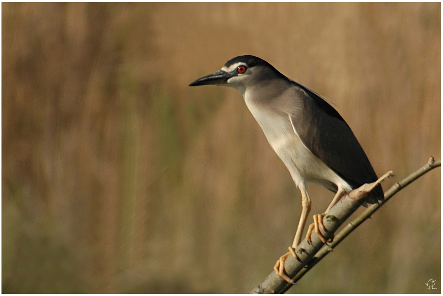 Black-crowned Night Heron