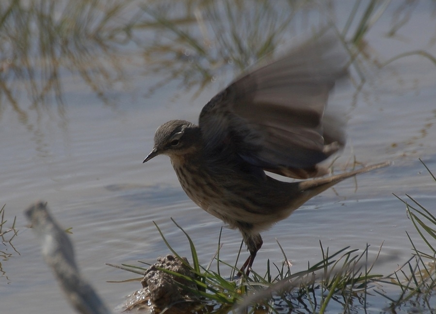 Water Pipit