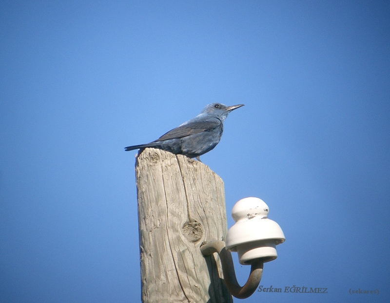 Blue Rock Thrush
