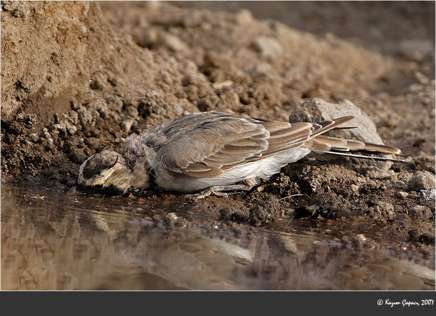 Horned Lark
