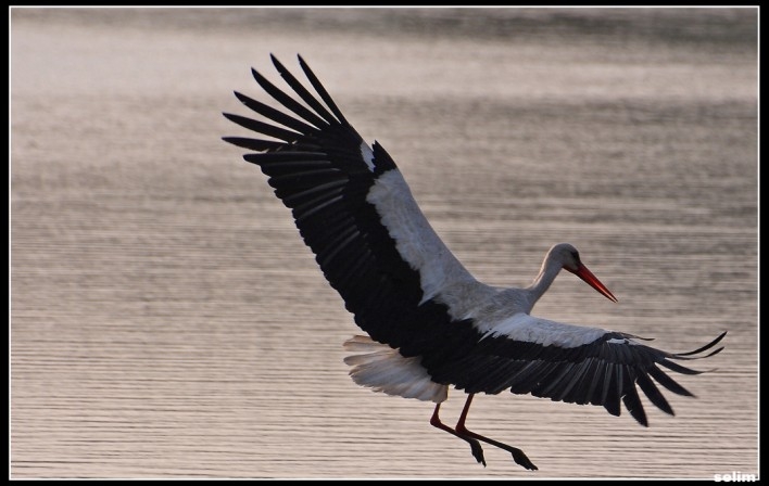 White Stork