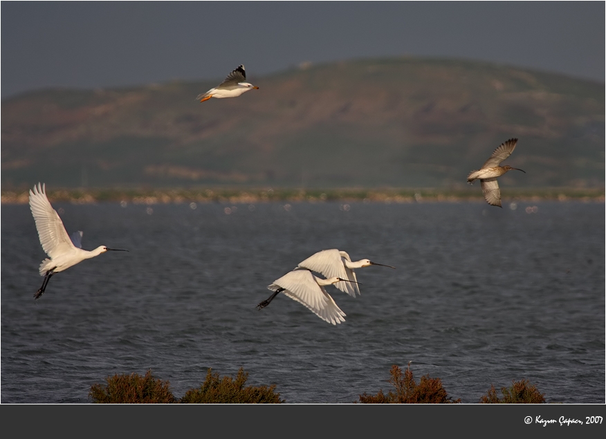 Eurasian Spoonbill