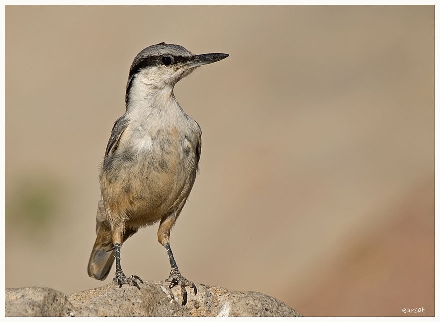 Western Rock Nuthatch