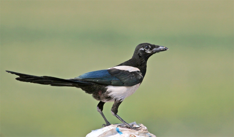 Eurasian Magpie