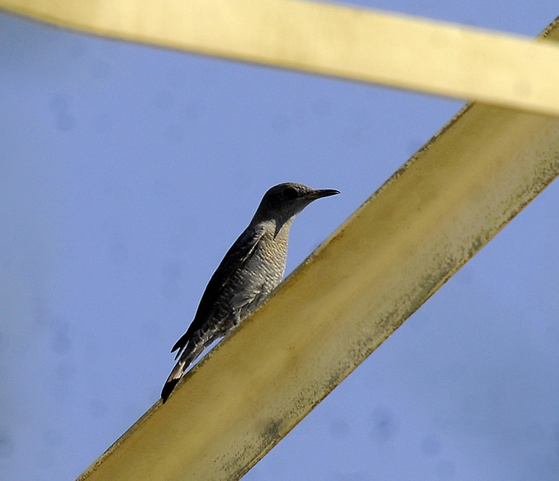 Blue Rock Thrush