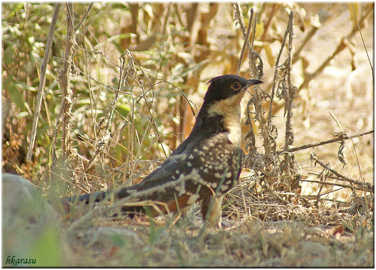 Great Spotted Cuckoo