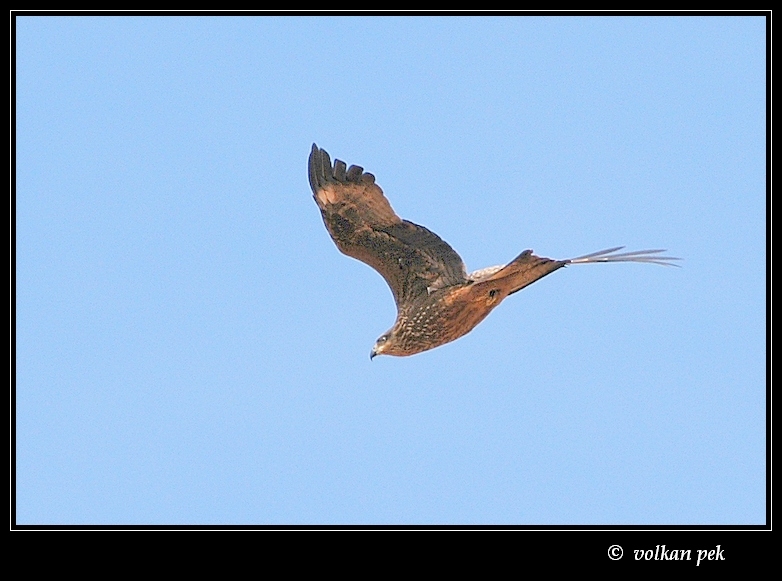 Black Kite