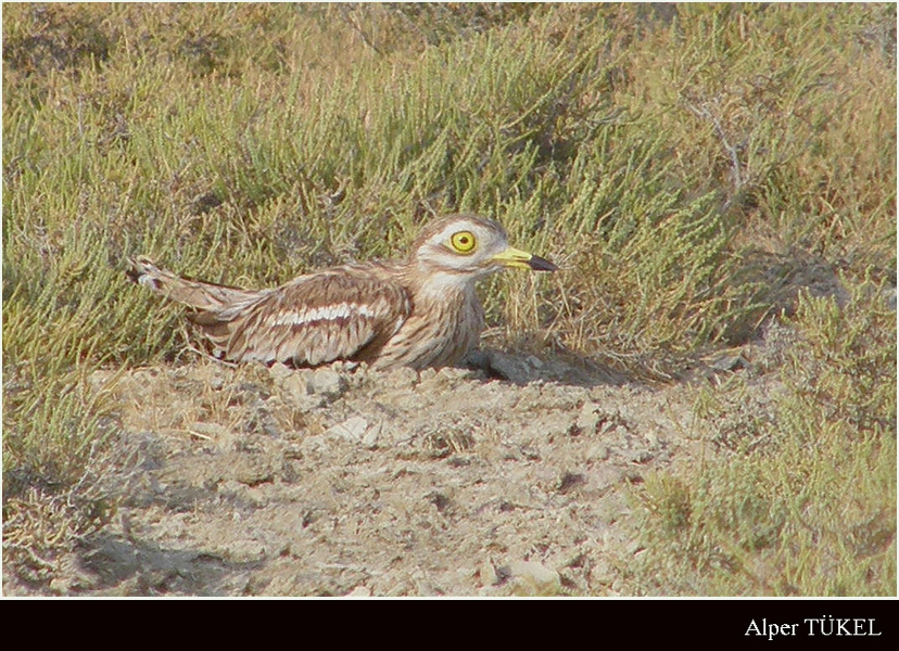 Eurasian Stone-curlew