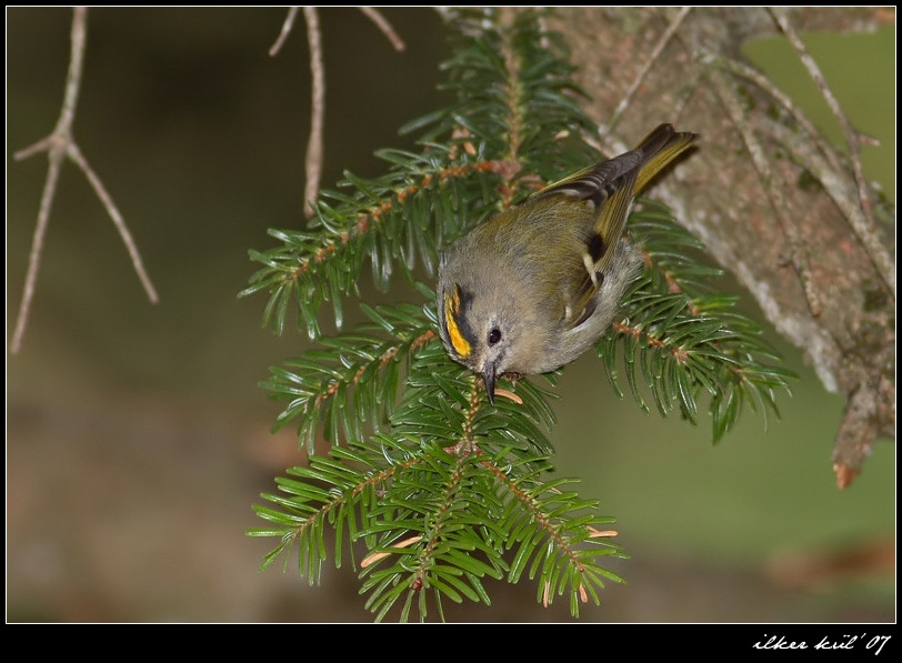 Goldcrest