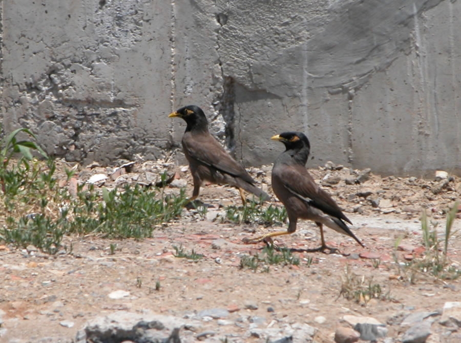 Common Myna