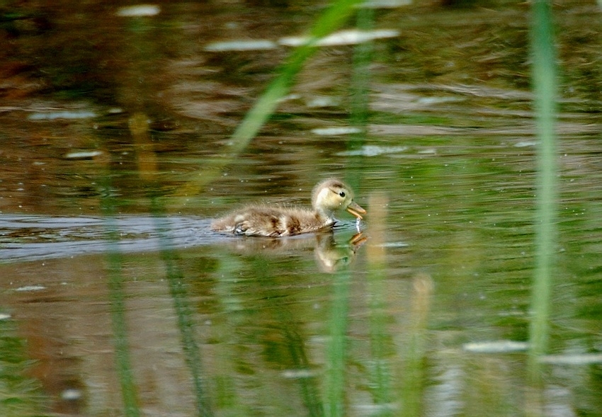 Red-crested Pochard