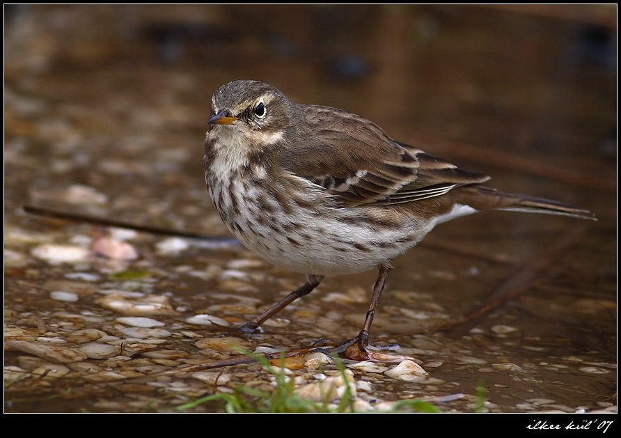 Water Pipit
