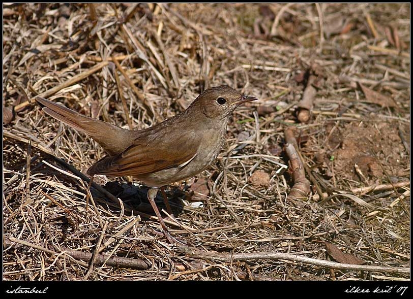 Thrush Nightingale