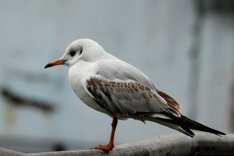 Black-headed Gull