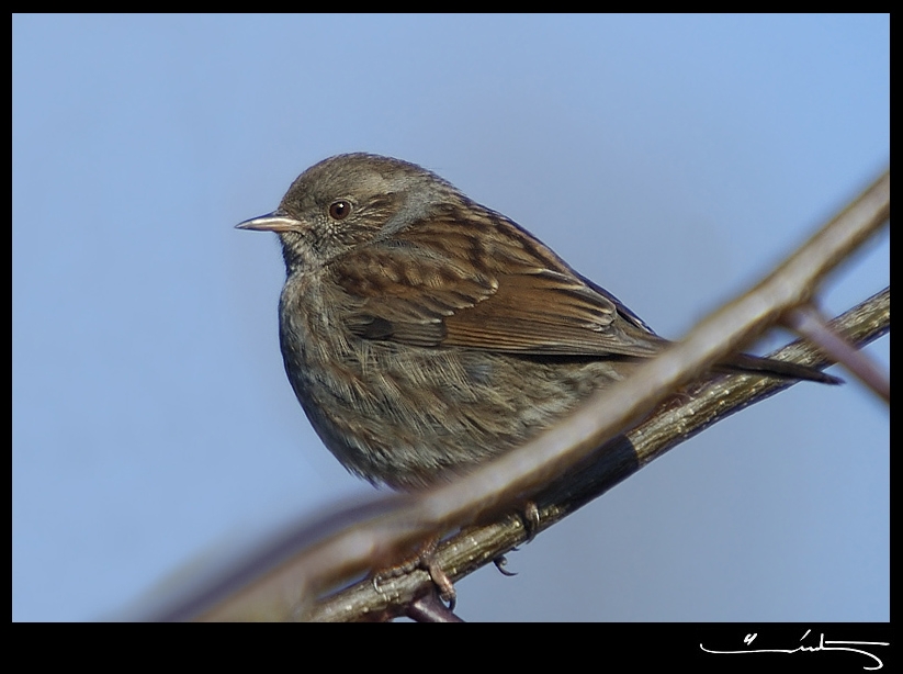 Dunnock