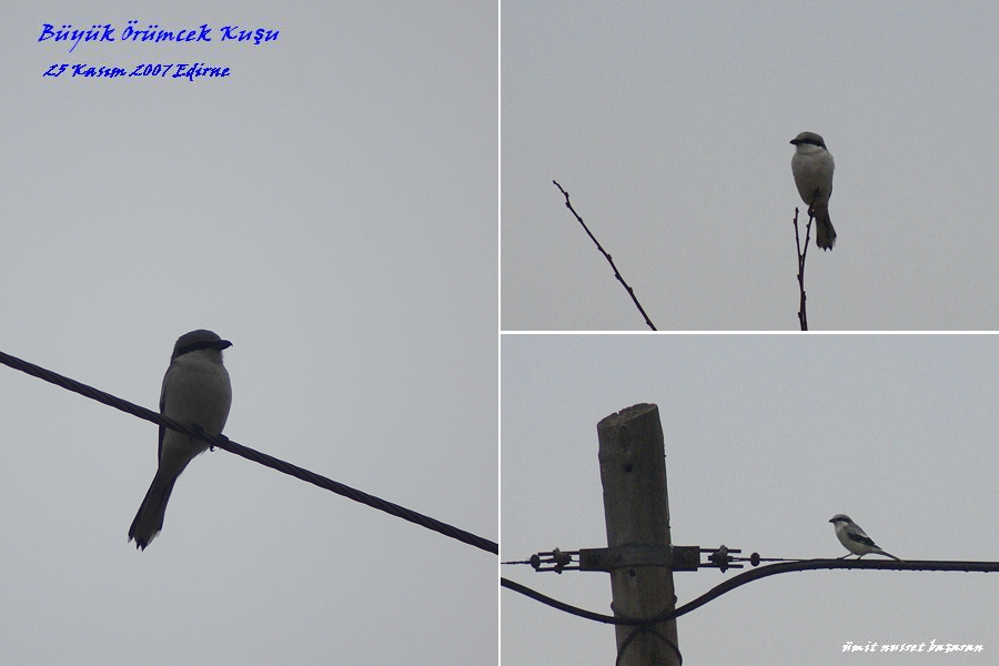 Great Grey Shrike