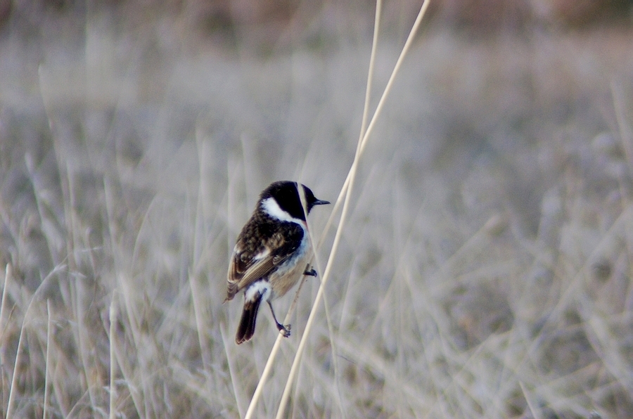 Siberian Stonechat