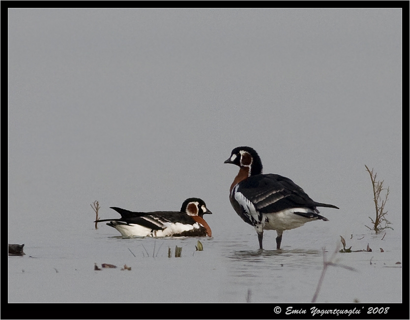 Red-breasted Goose
